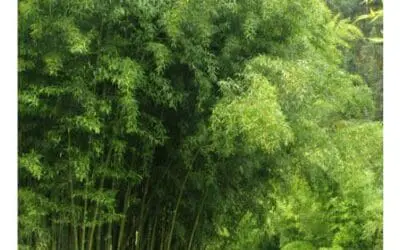Phyllostachys atrovaginata
