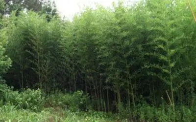 Phyllostachys aureosultaca alata
