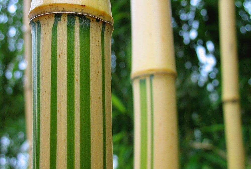 Phyllostachys vivax aureocaulis
